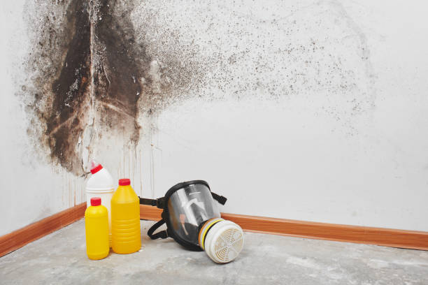 Why You Should Choose Our Mold Remediation Services in Marlinton, WV